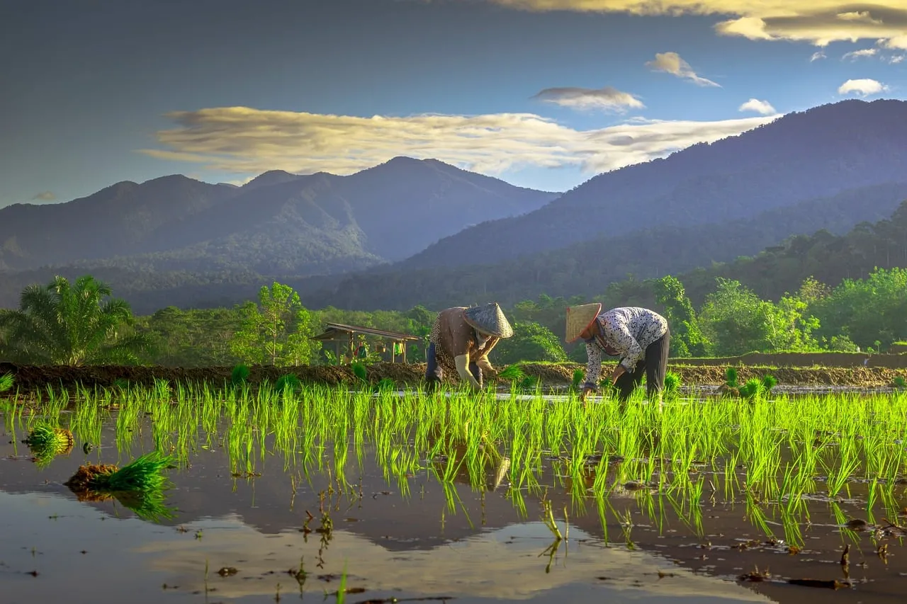 Serene Sunrise: Farmers Tend Lush Rice Paddies Amidst Majestic Mountains