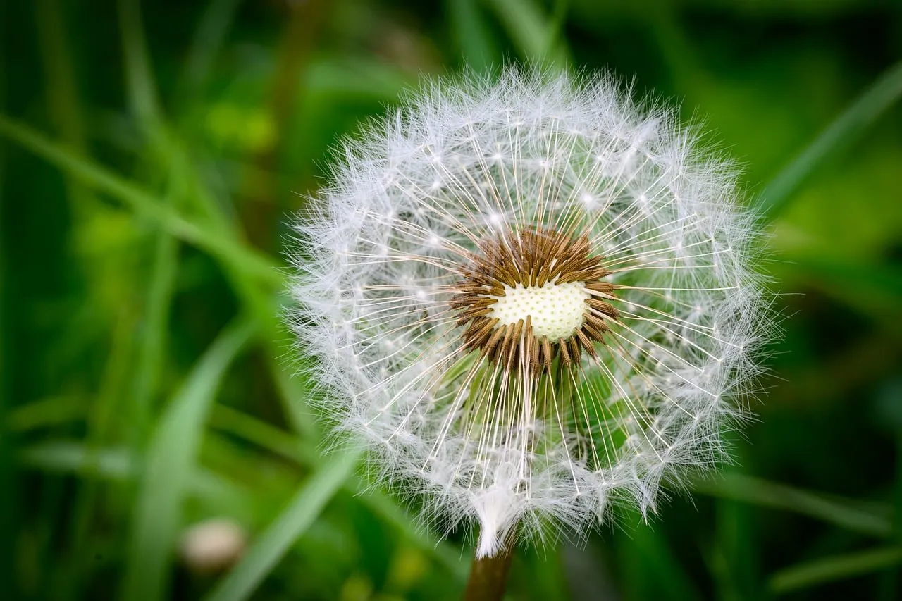 Stunning Dandelion Macro: Nature's Delicate Beauty Up Close
