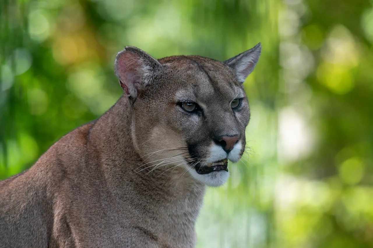 Majestic Mountain Lion: Fierce Predator in Natural Habitat