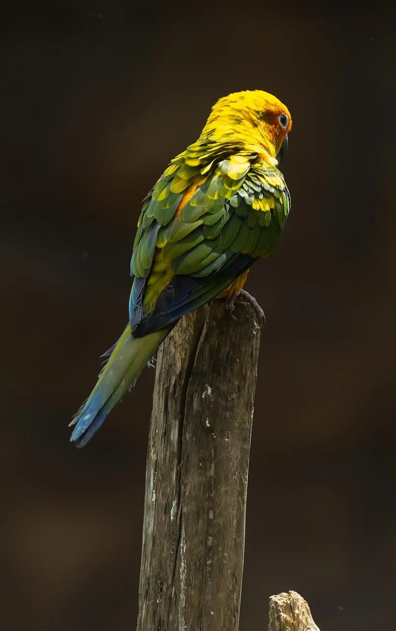 Vibrant Sun Parakeet Perched in Golden Sunlight
