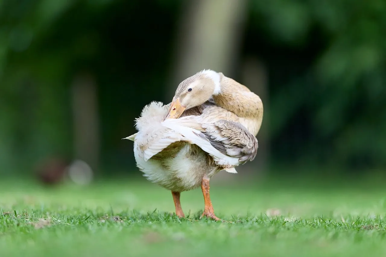Graceful Indian Runner Duck Preening in Lush Green Grass