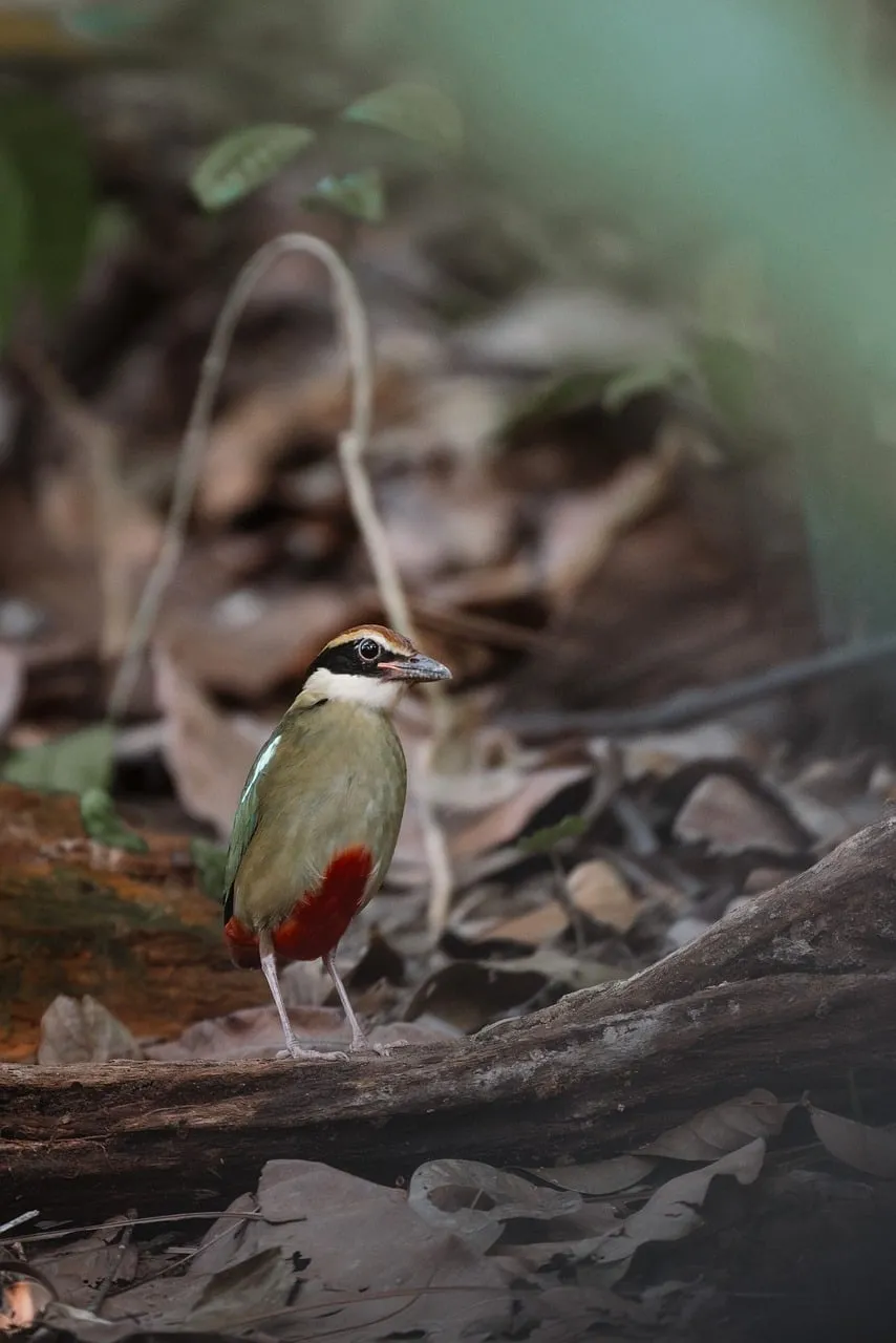 Vibrant Pitta Bird Foraging in Tropical Forest
