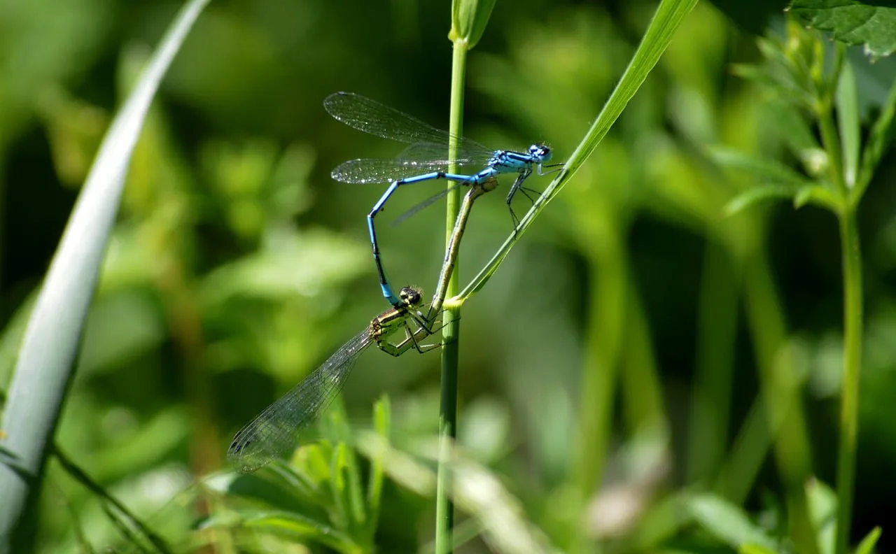 Intimate Dance: Damselflies Mating in Vibrant Summer Grass