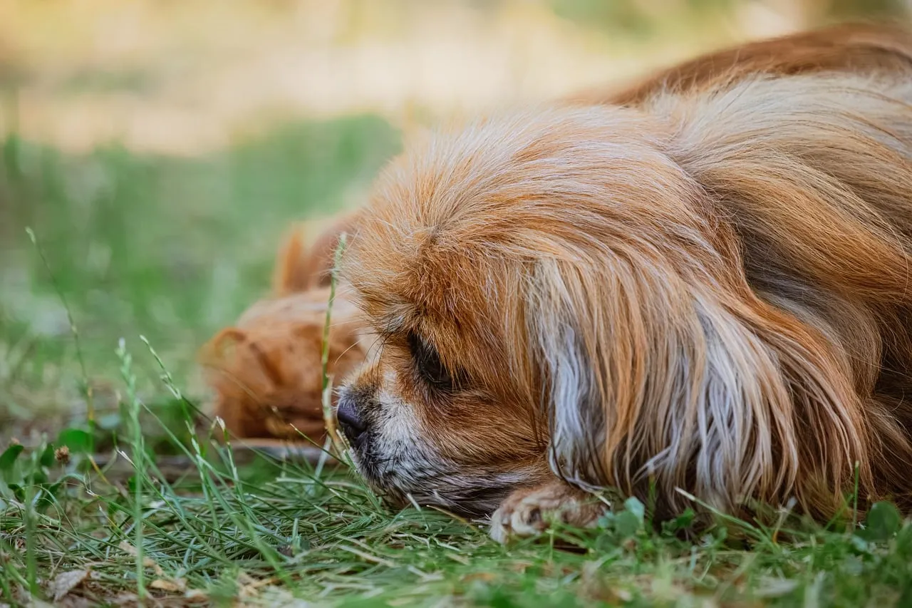Serene Pekingese: Peaceful Slumber in Nature's Embrace