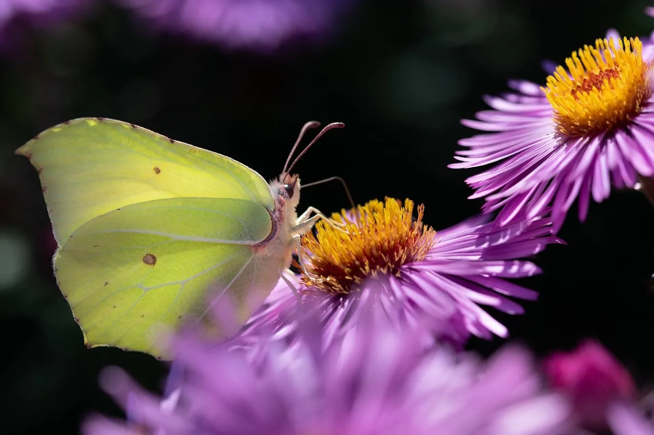 Vibrant Macro: Brimstone Butterfly on Aster Bloom