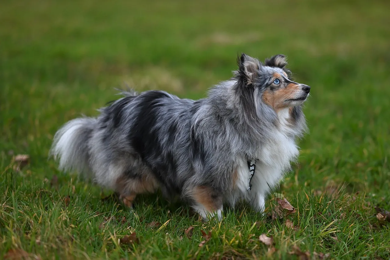 Majestic Blue Merle Shetland Sheepdog in Verdant Field