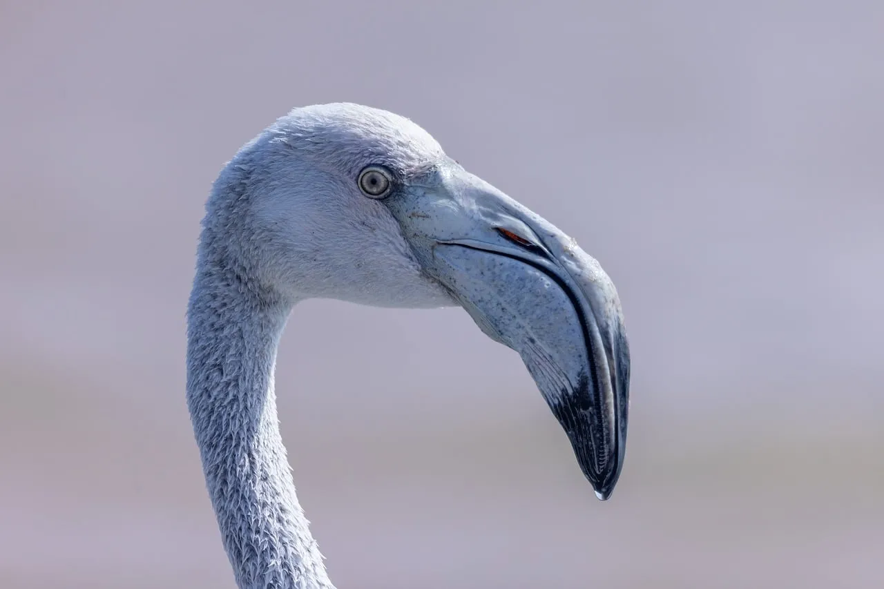 Stunning Flamingo Portrait: Nature's Elegance Up Close