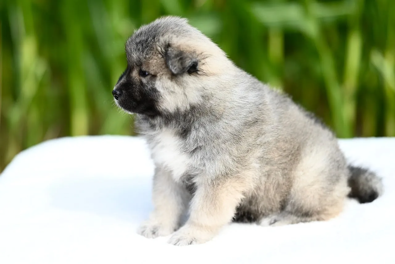 Adorable Eurasier Puppy: Fluffy, Young, and Utterly Charming