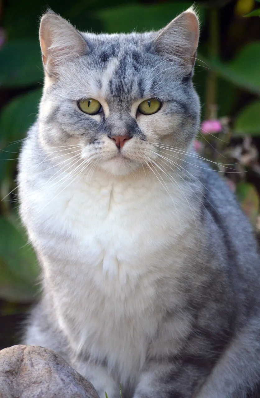 Stunning Grey Tabby Cat with Piercing Green Eyes