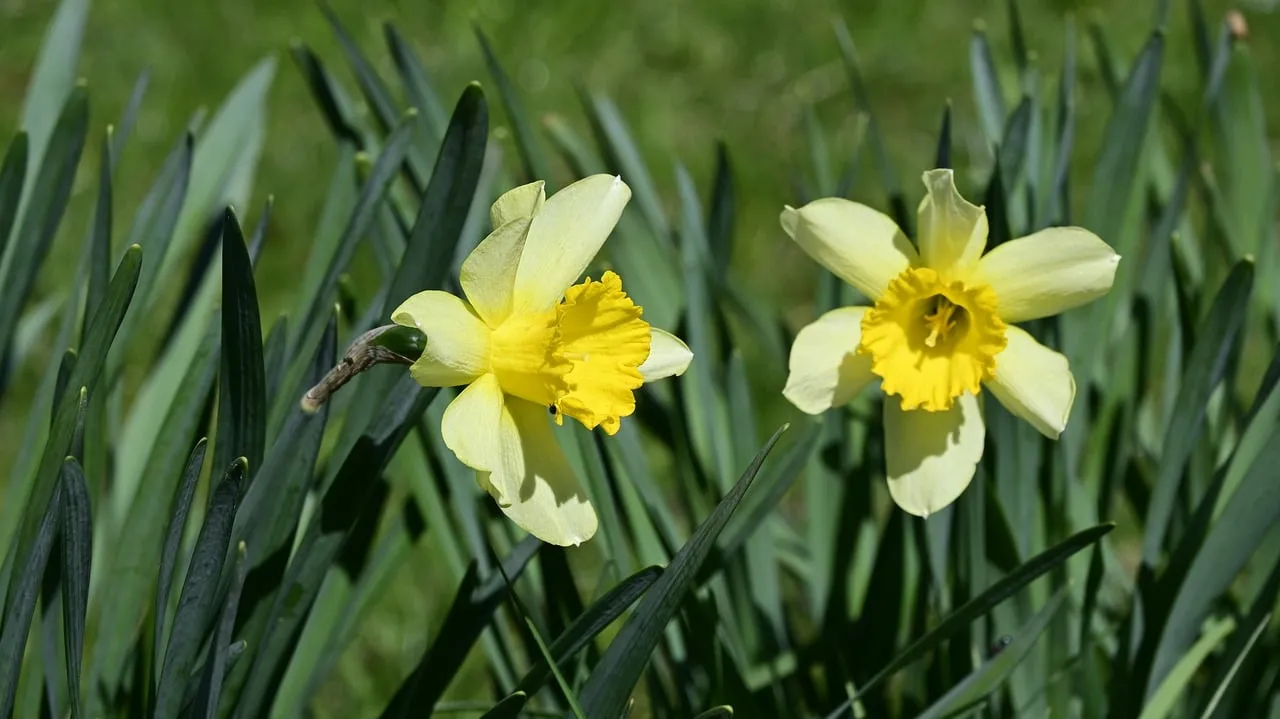 Vibrant Yellow Daffodils: Harbingers of Spring's Joy