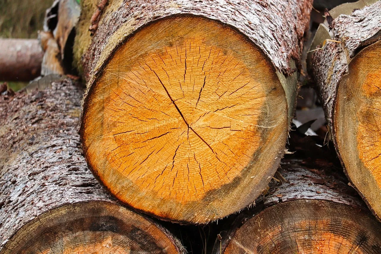 Rustic Elegance: Captivating Tree Trunk Growth Rings