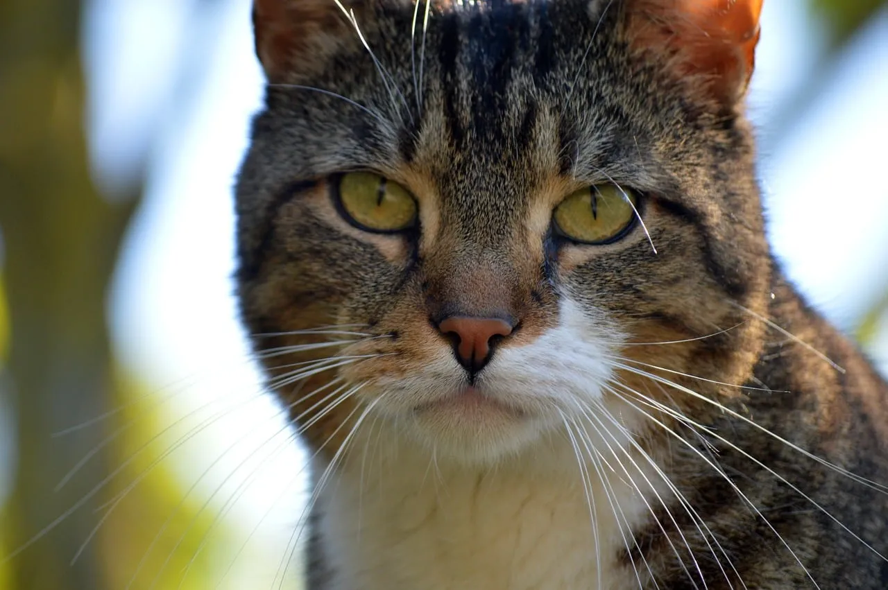 Intense Gaze: A Captivating Close-up of a Tabby Cat
