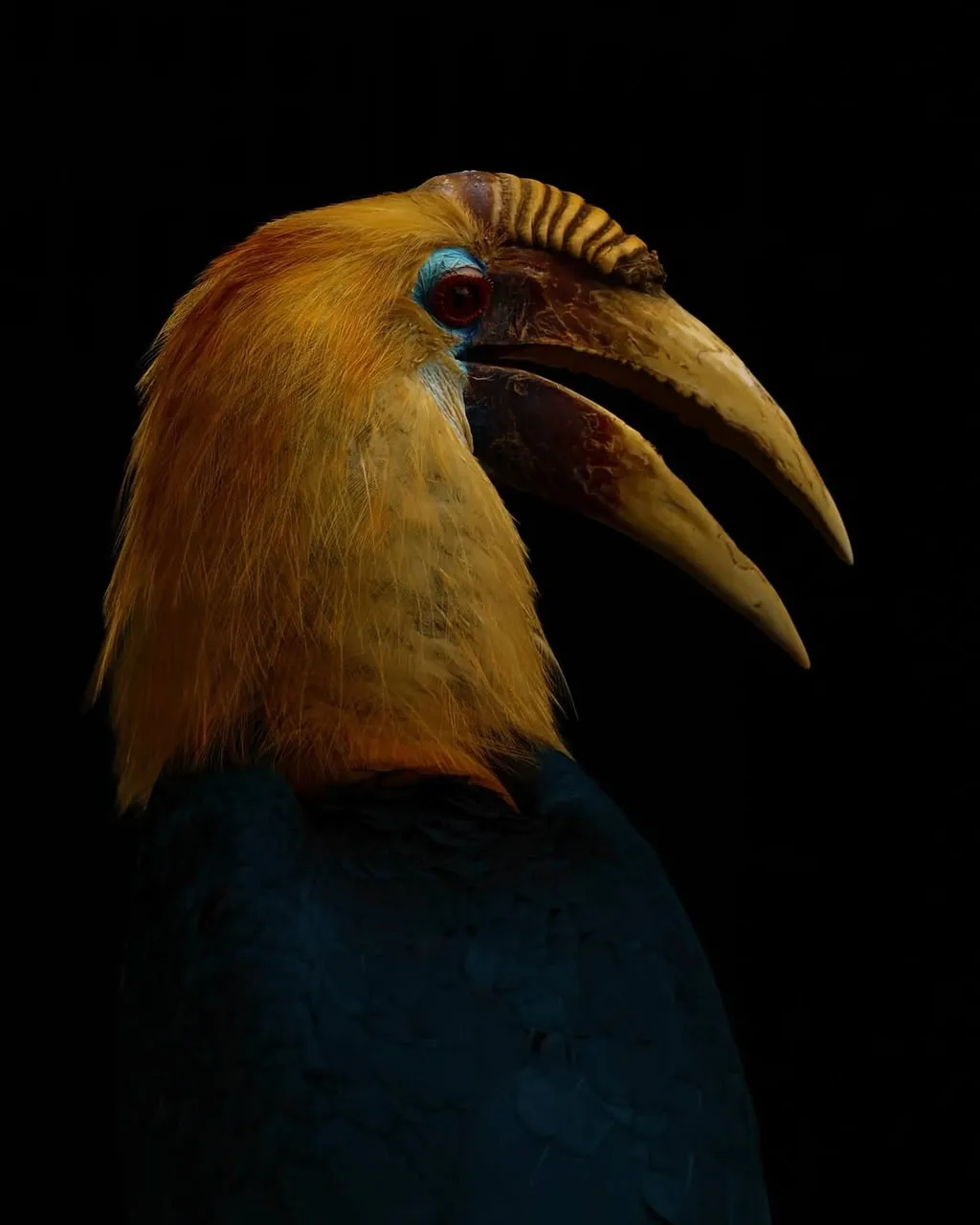 Majestic Hornbill: A Vibrant Tropical Bird Portrait