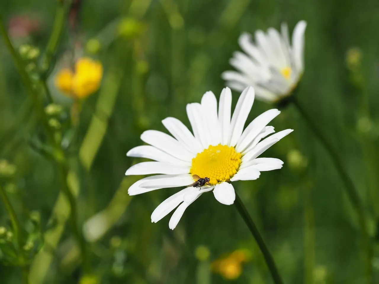 Vibrant Daisy Bloom: Nature's Intricate Beauty
