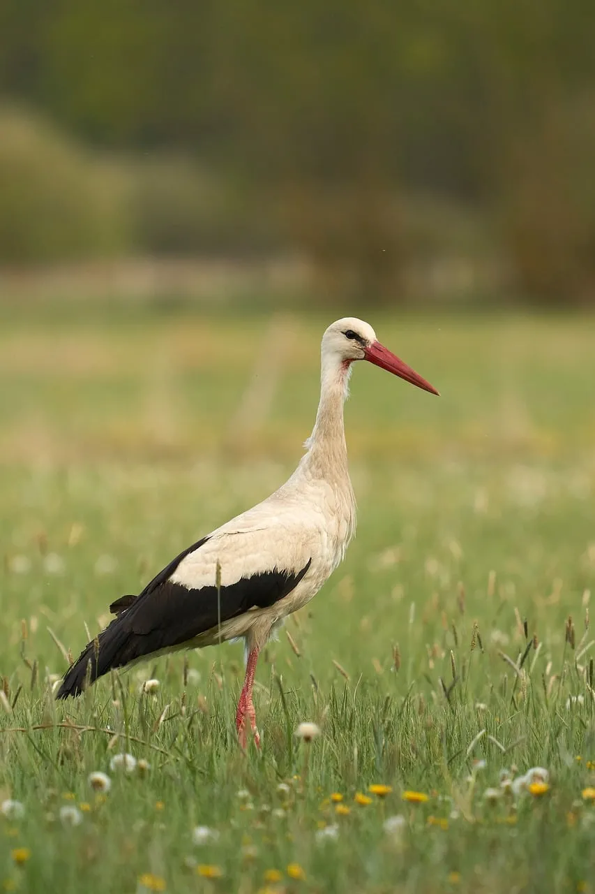 Majestic Stork: Spring's Graceful Herald in the Meadow