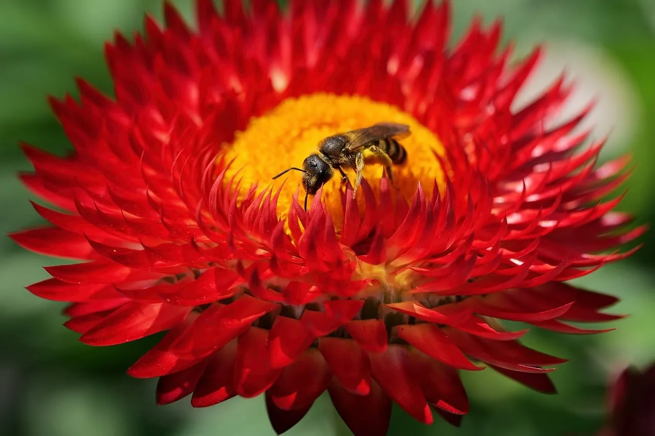 Vibrant Red Strawflower with Busy Bee Close-up