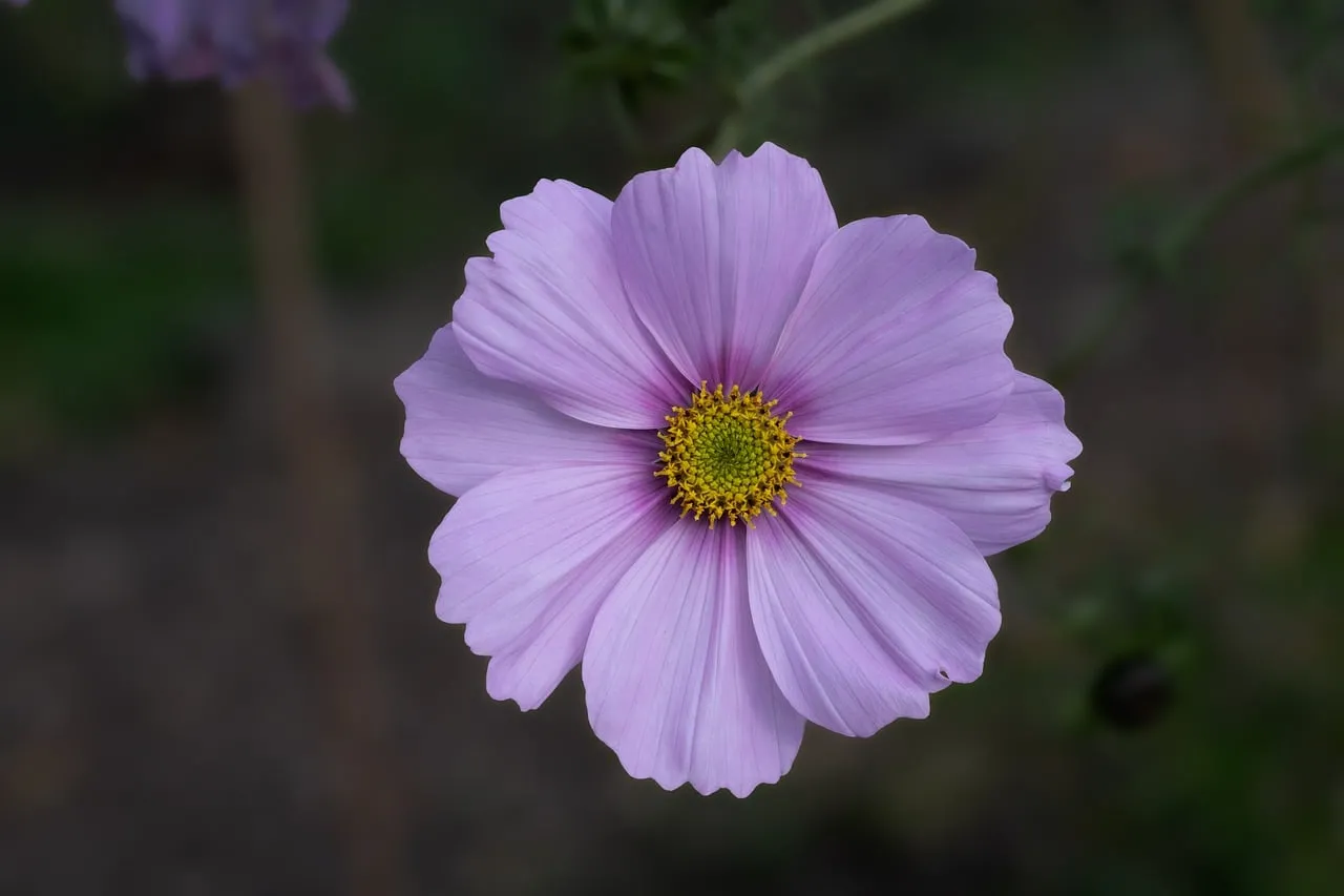Vibrant Pink Dahlia Bloom: Nature's Fall Masterpiece