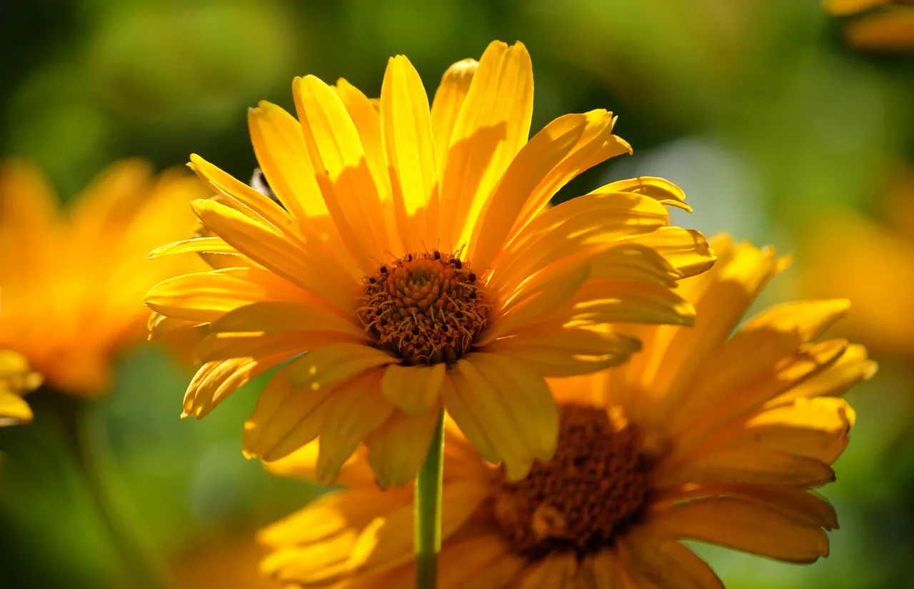 Vibrant Yellow Heliopsis: Sun-Kissed Summer Blossom Wallpaper