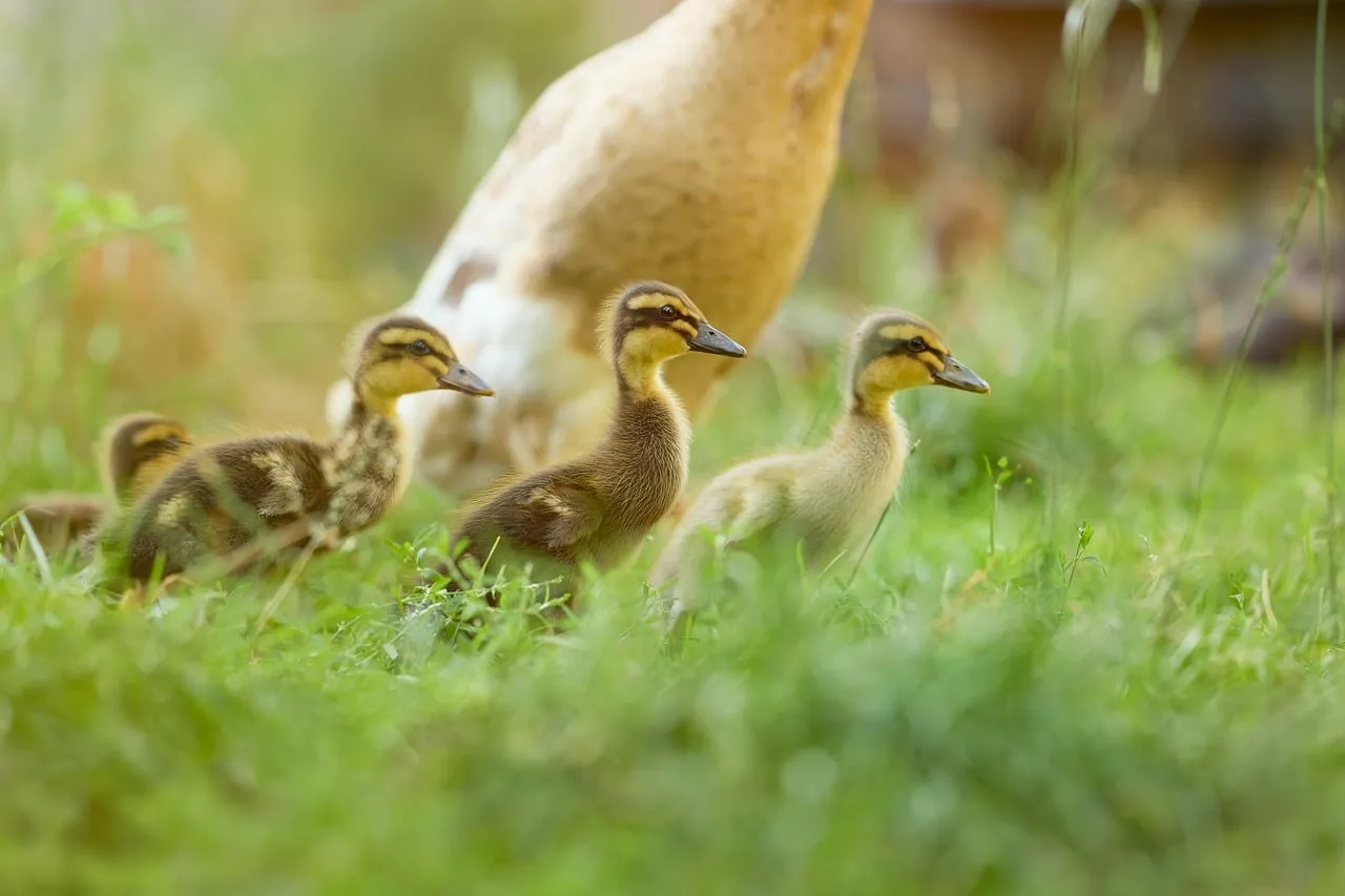 Adorable Ducklings Explore Grassy Field in Gentle Sunlight