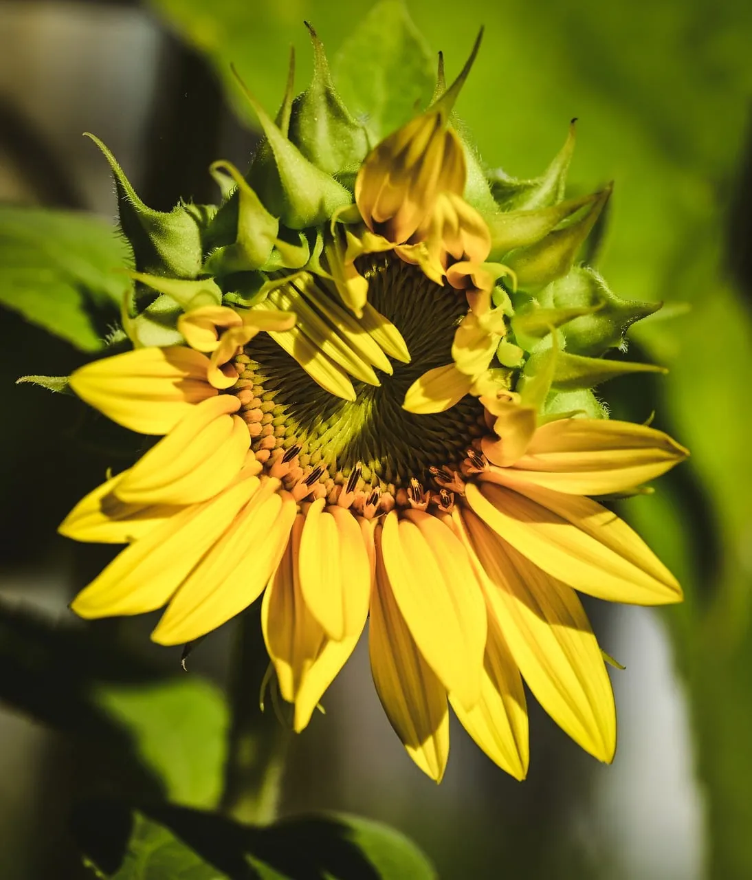 Vibrant Sunflower Bud Unfolding: Nature's Golden Embrace
