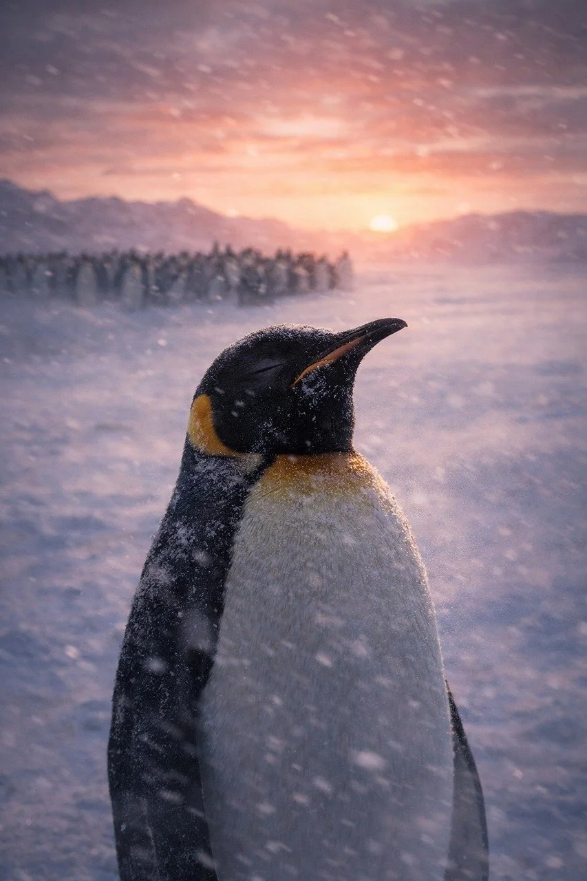 Breathtaking Antarctic Sunset: Majestic Penguin in a Snowy Embrace