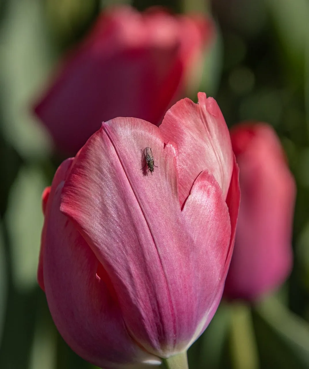 Vibrant Pink Tulip Macro with Intricate Insect Detail