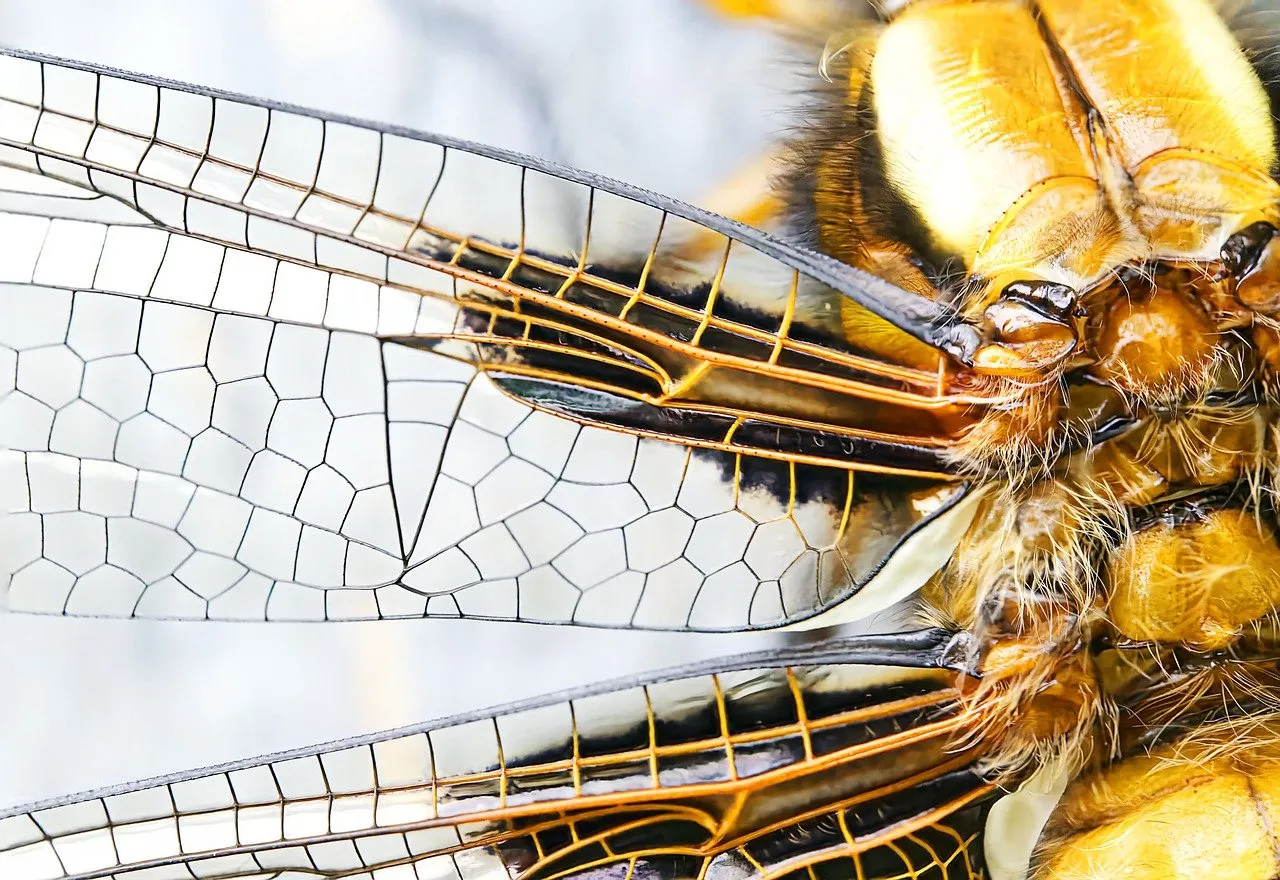 Stunning Macro: Golden Dragonfly Wing Details in Nature