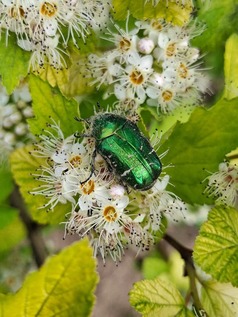 Vibrant Rose Chafer on Delicate White Wildflowers