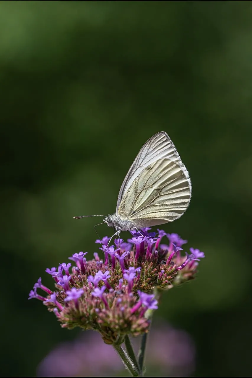 Stunning White Butterfly Pollinating Vibrant Purple Flowers