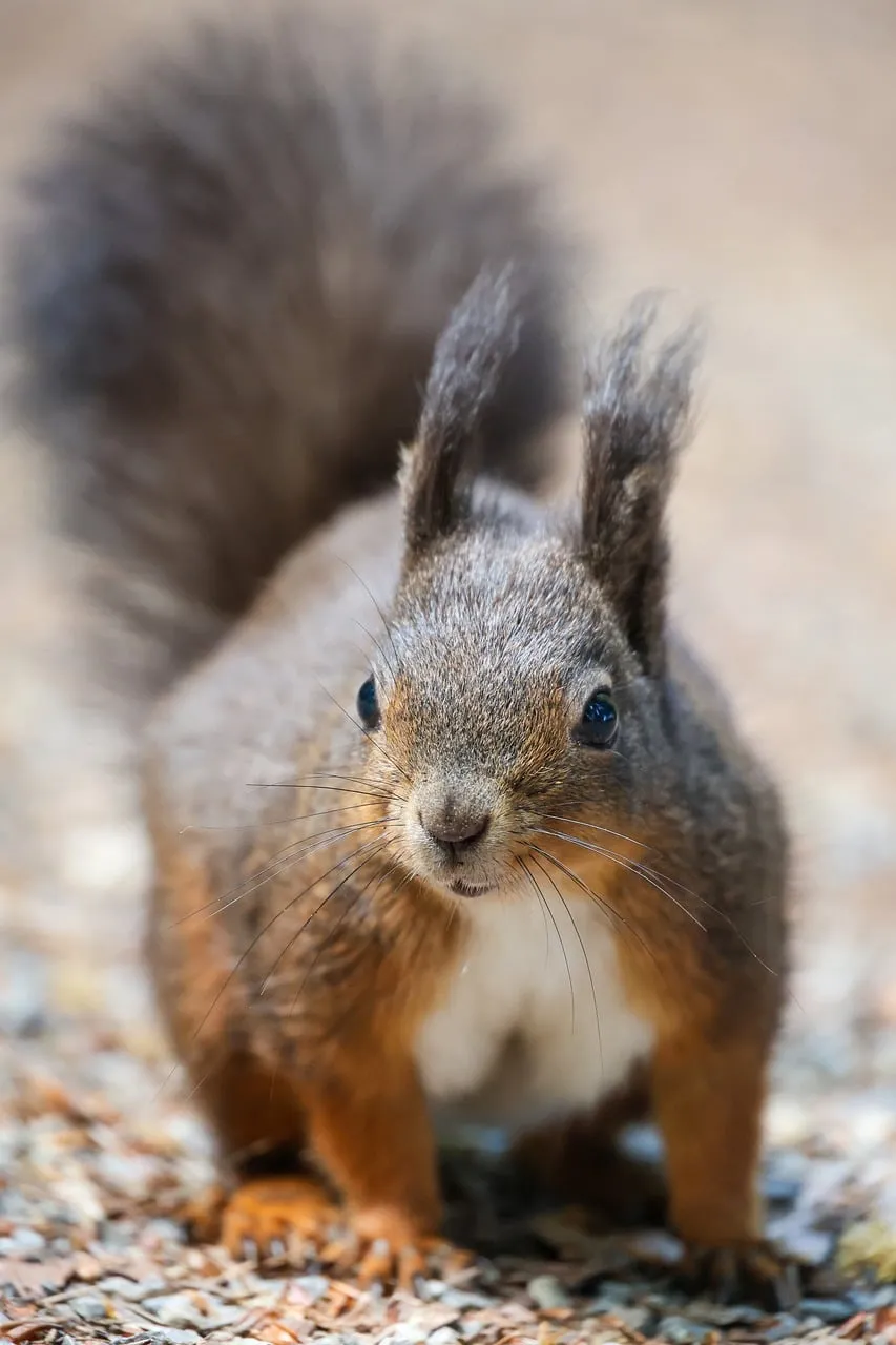 Charming Eurasian Squirrel: Forest Wildlife Up Close