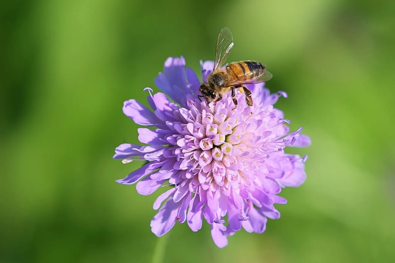 Vibrant Macro: Honeybee Pollinating a Lilac Flower