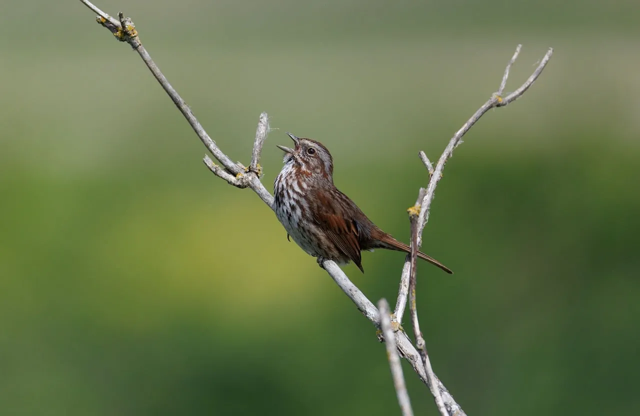 Charming Songbird Serenade: Nature's Melodious Call