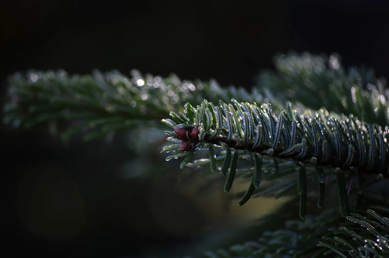 Stunning Fir Branch: Morning Dew's Emerald Embrace