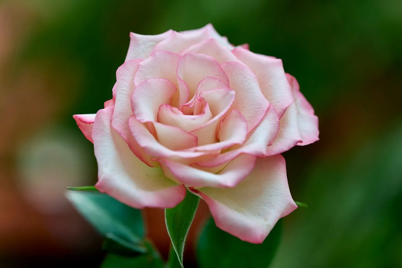 Exquisite Pink Rose: Delicate Petals of Nature's Affection