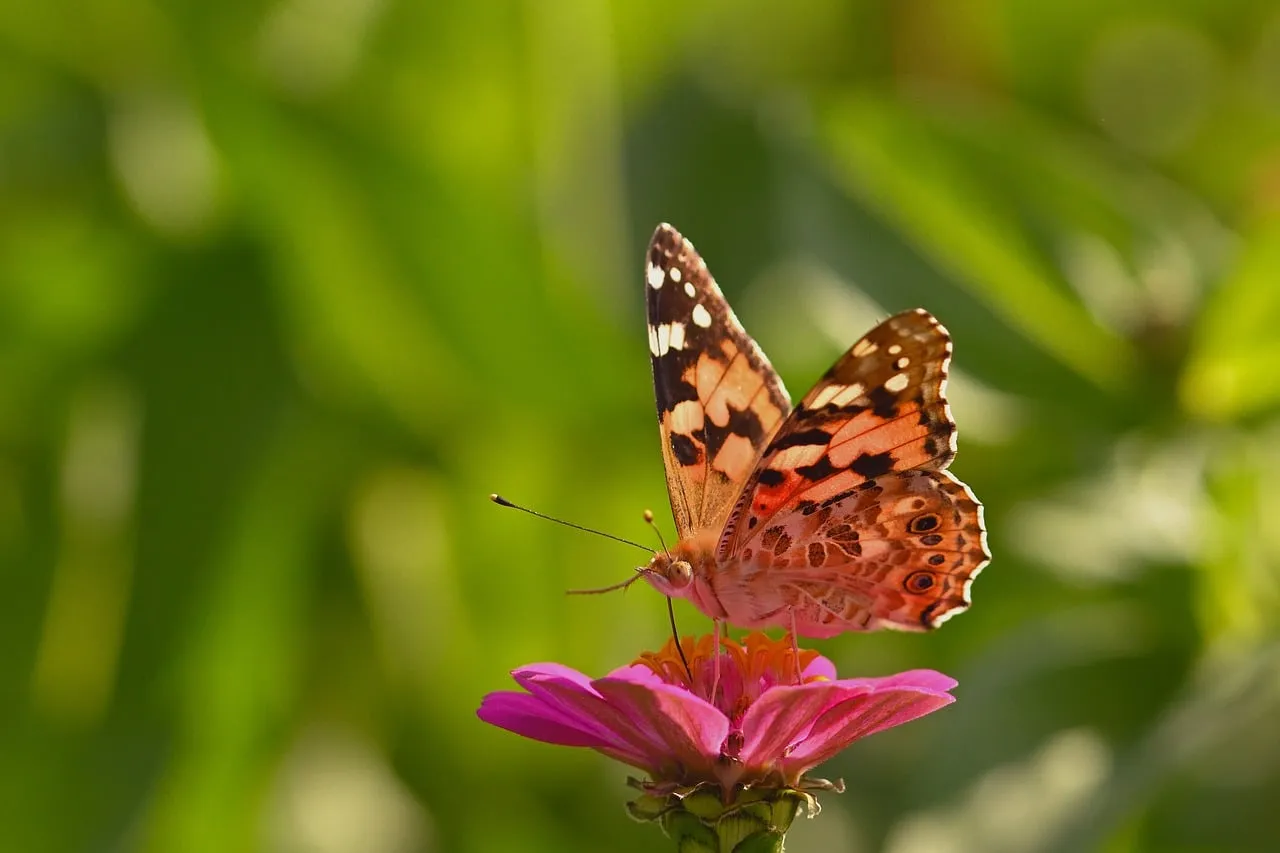 Vibrant Painted Lady Butterfly on Pink Zinnia