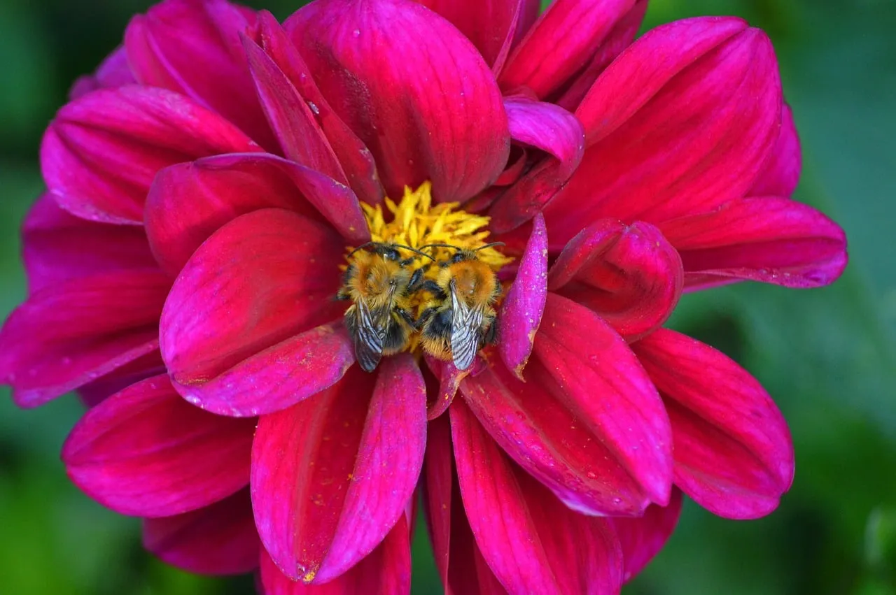 Vibrant Dahlia Nurturing Buzzing Bumblebees