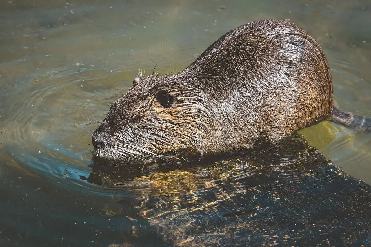 Wild Nutria: A Rodent's Aquatic Serenity