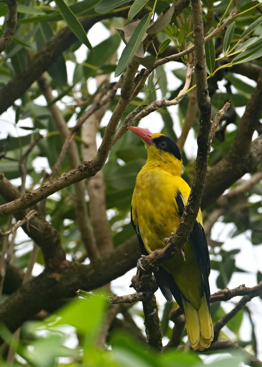 Vibrant Yellow Oriole Perched in Tropical Foliage