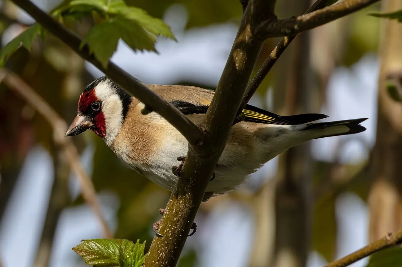 Vibrant Goldfinch Perched: A Glimpse of Spring Wildlife