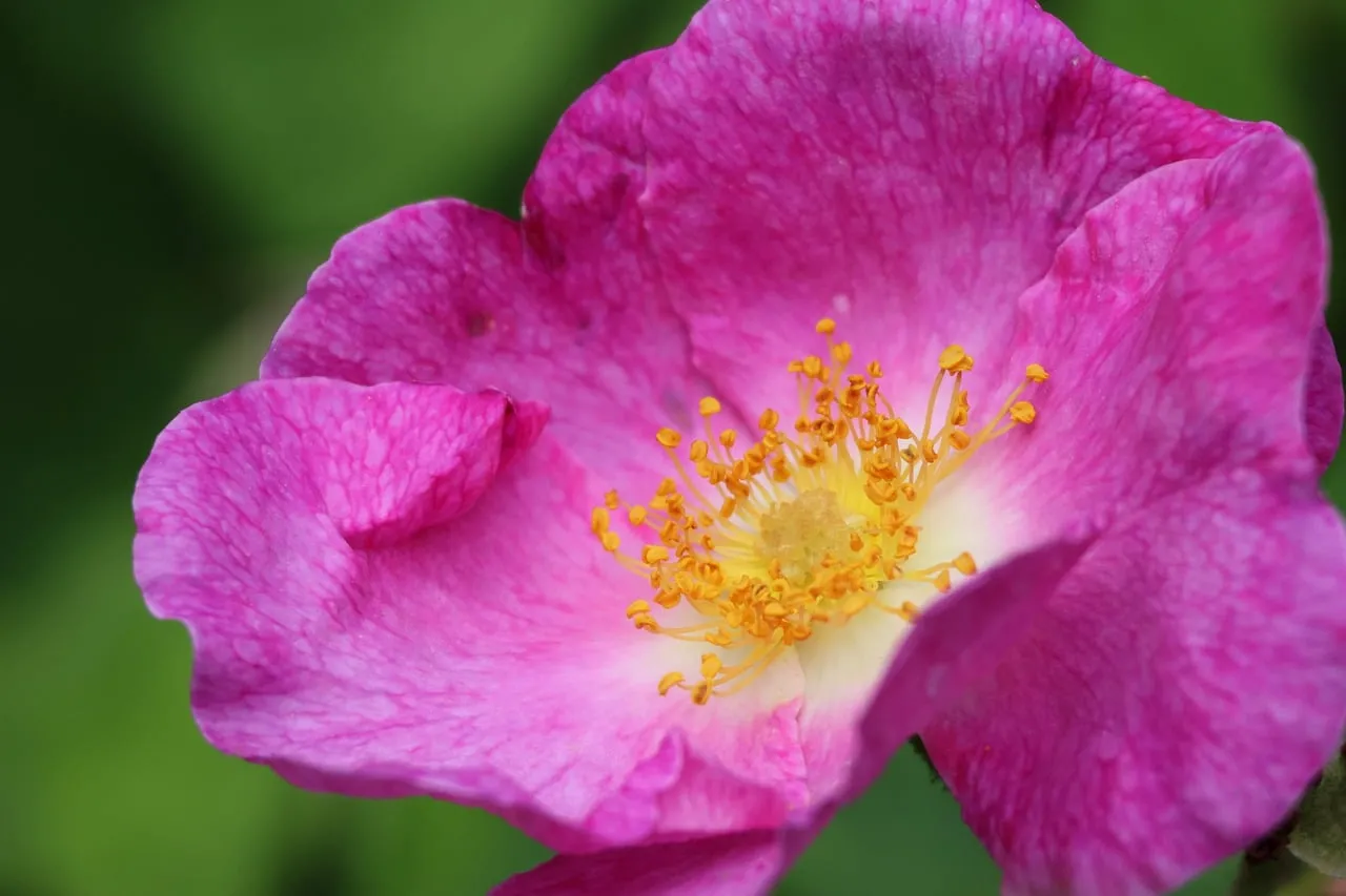 Vibrant Pink Rose Macro: Nature's Delicate Spring Beauty