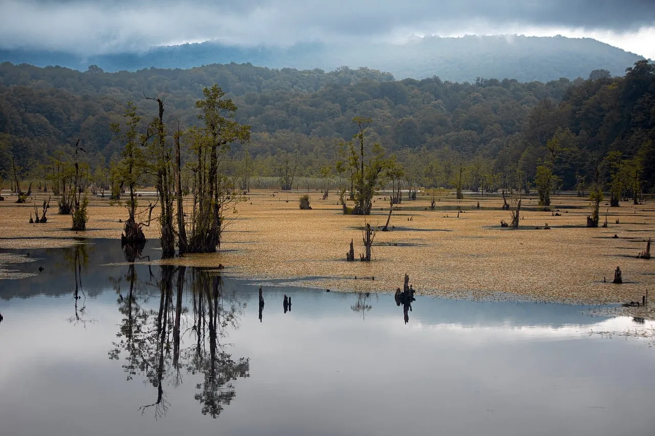 Enchanting Autumn Mist: Serene Forest Lake Reflections