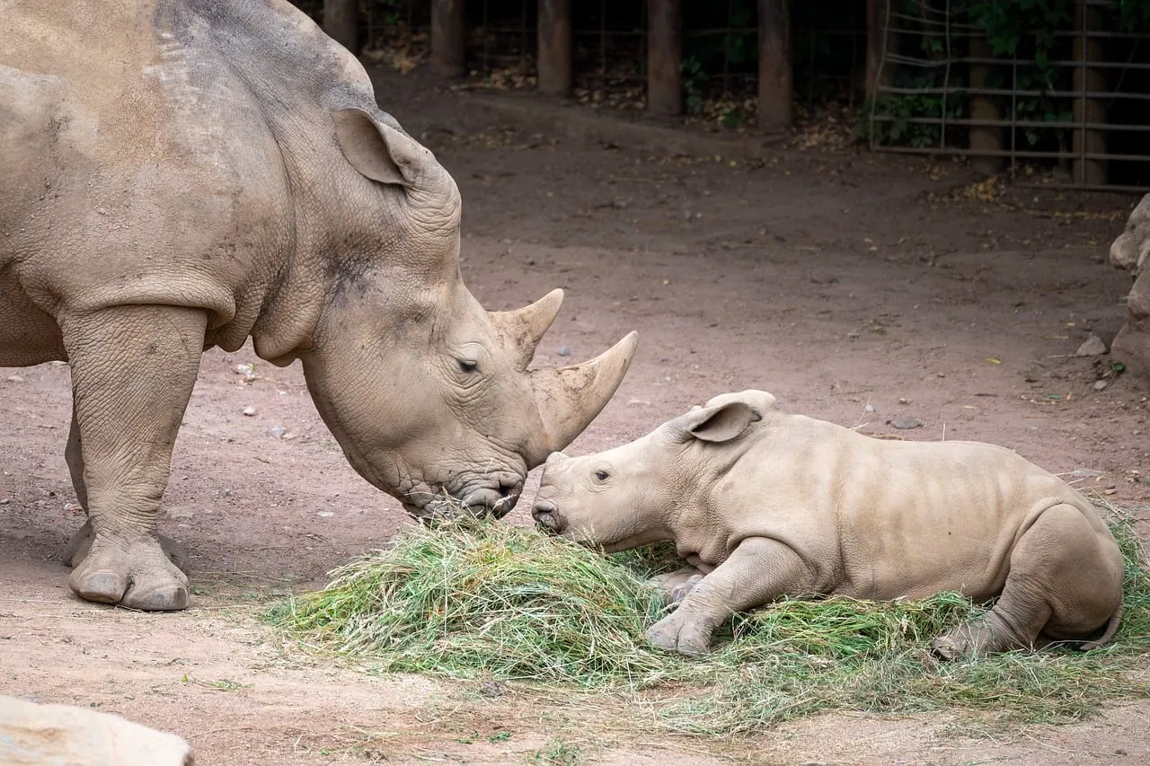 Tender Moment: Mother Rhino Feeds Her Adorable Calf