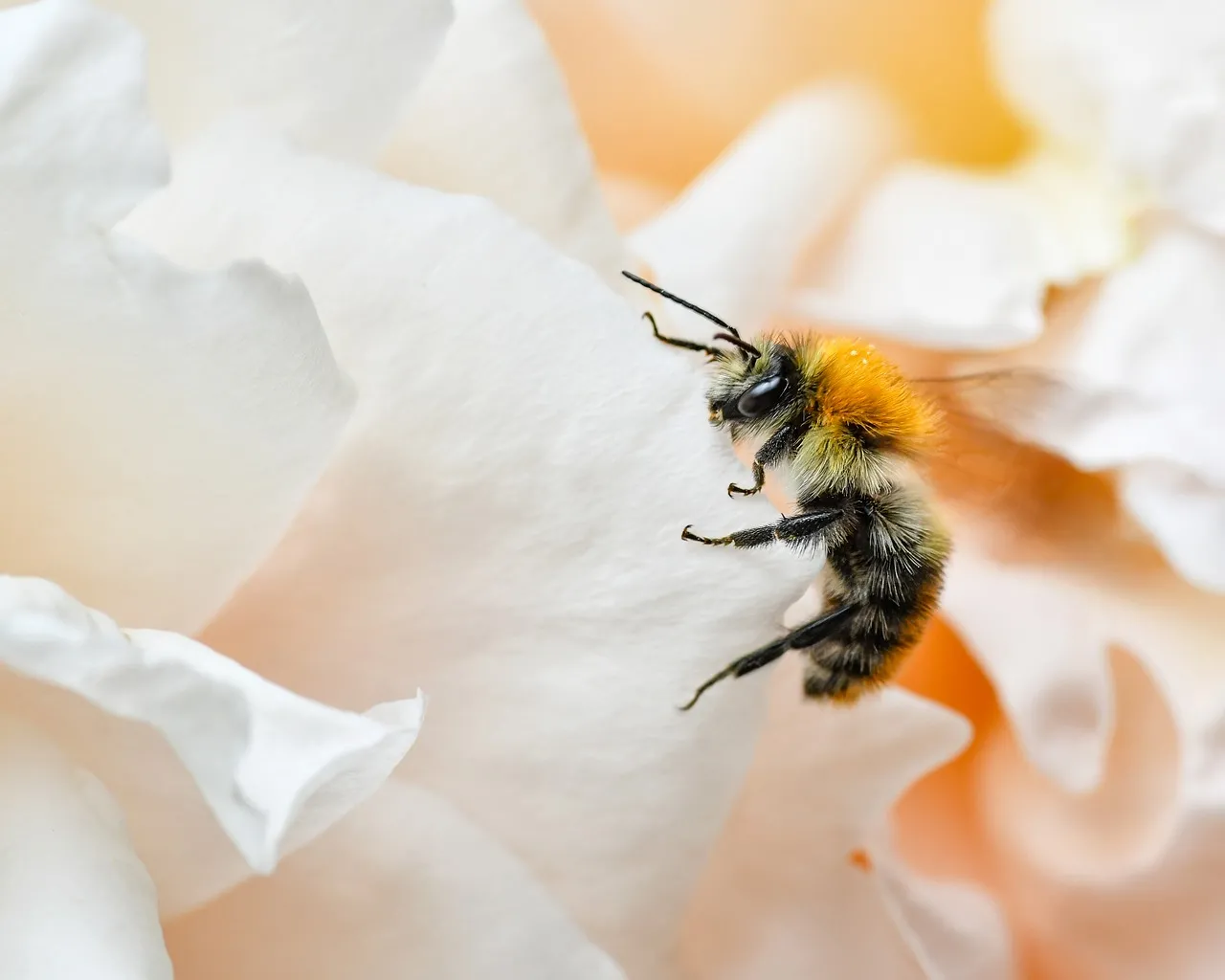 Vibrant Macro: Busy Bee on Delicate White Petals