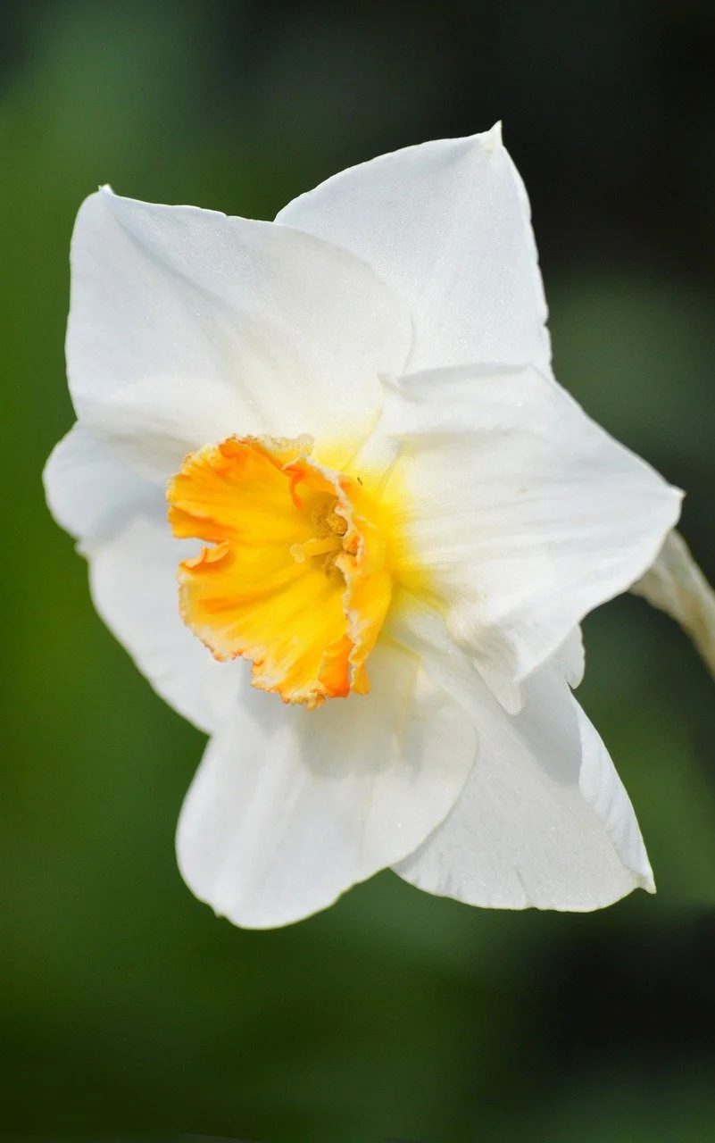 Stunning White Daffodil: A Close-up of Spring's Delicate Beauty