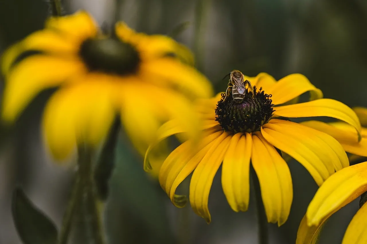 Vibrant Yellow Coneflower with Busy Bee in Summer Garden