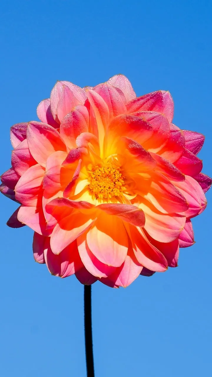 Vibrant Dahlia Blooms Against a Sky Blue Canvas