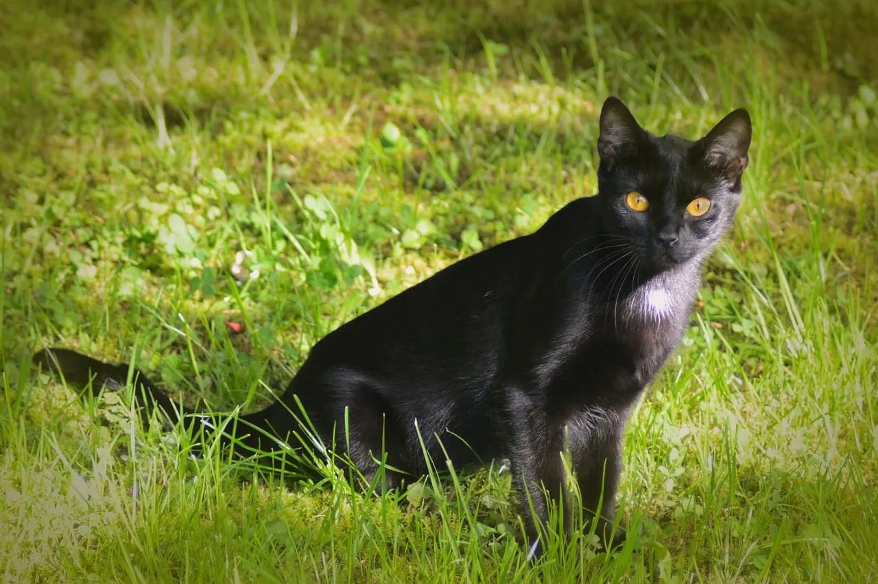 Enchanting Black Cat Prowls a Sunlit Garden Oasis