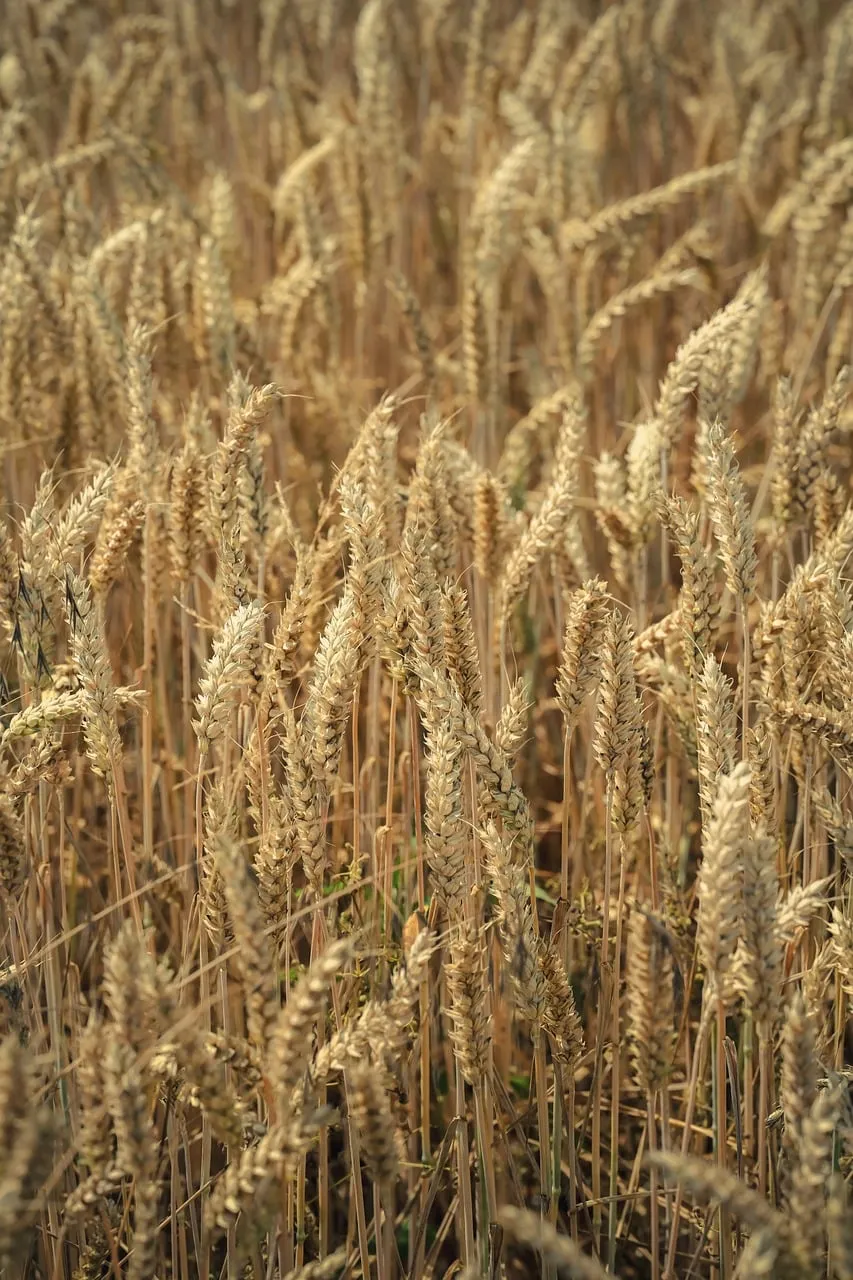 Golden Wheat Field: A Bountiful Summer Harvest