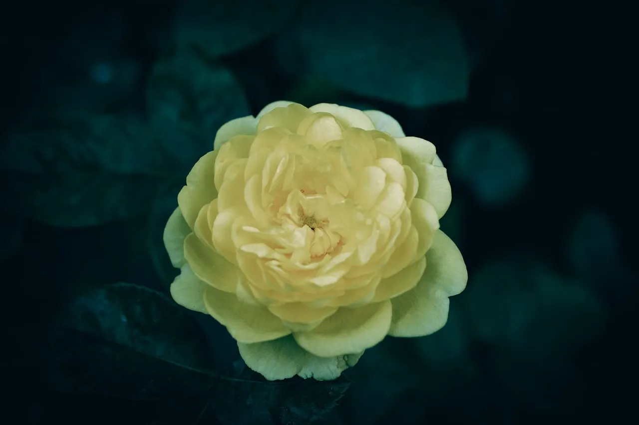 Stunning Yellow Rose: Vibrant Bloom on Dark Background
