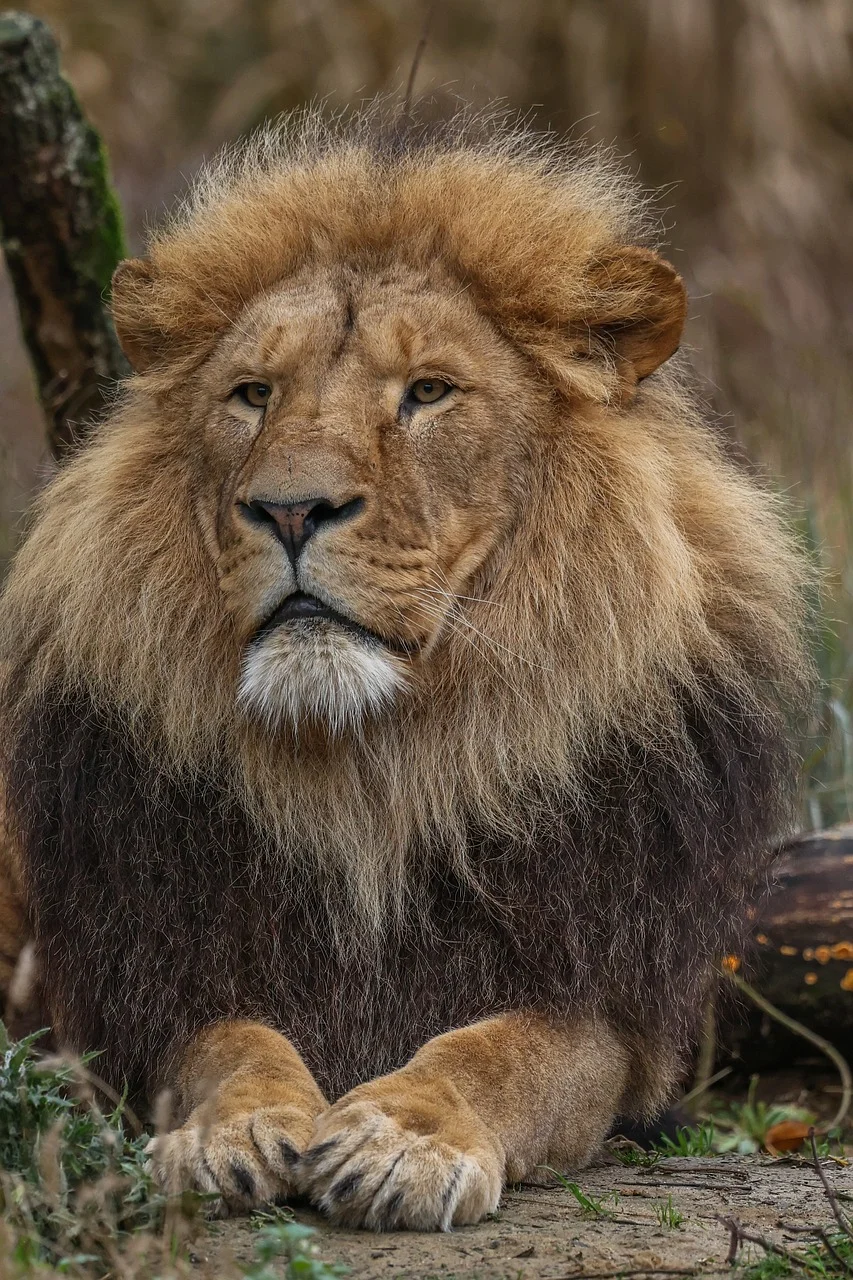 Majestic African Lion: King of the Wild Nature